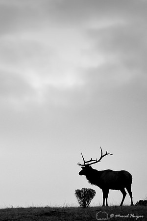 LIMITED EDITION Bull elk (Cervus canadensis), Wyoming, USA