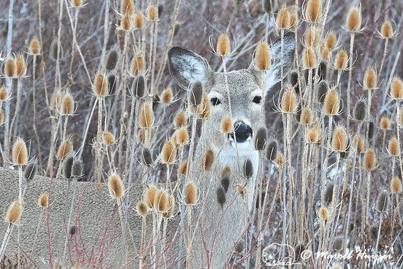 LIMITED EDITION White-tailed deer (Odocoileus virginianus) looking through Fuller's Teasel (Dipsacus fullonum), Montana, USA