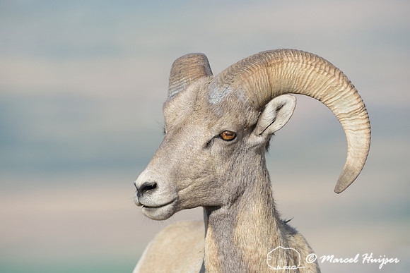 Bighorn sheep (Ovis canadensis) ram, Montana, USA