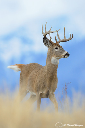 White-tailed deer buck (Odocoileus virginianus), Montana, USA