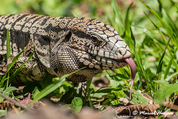 Argentine black and white tegu (Salvator merianae),  Argentina
