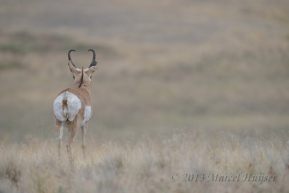 Pronghorn (Antilocapra americana) buck with eyes in the back of his head, Montana, USA