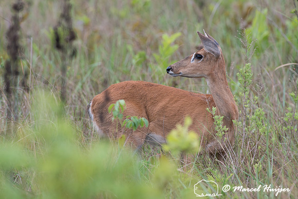 Pampa deer (Ozotoceros bezoarticus), Parque Nacional das Emas, G