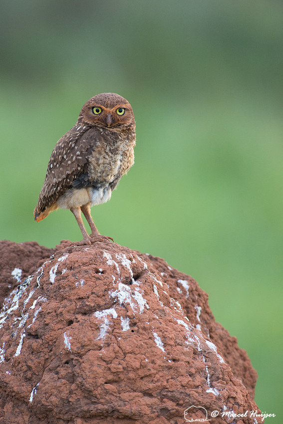 Burrowing owl (Athene cunicularia), Parque Nacional das Emas, Go