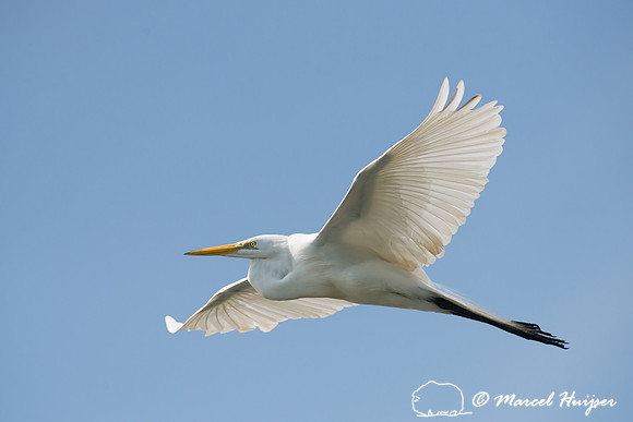 Great egret (Ardea alba), Tanquã, São Paulo, Brazil