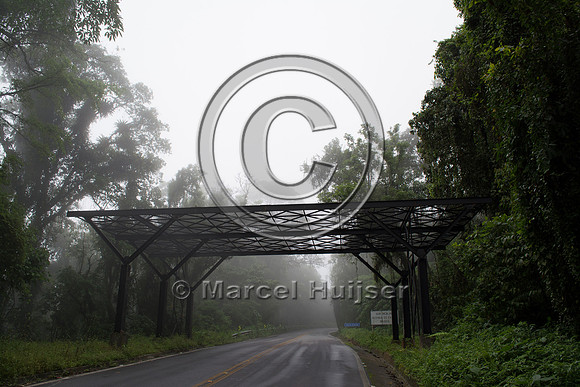 Canopy crossing for arboreal mammals, "park road" (estrada-parqu