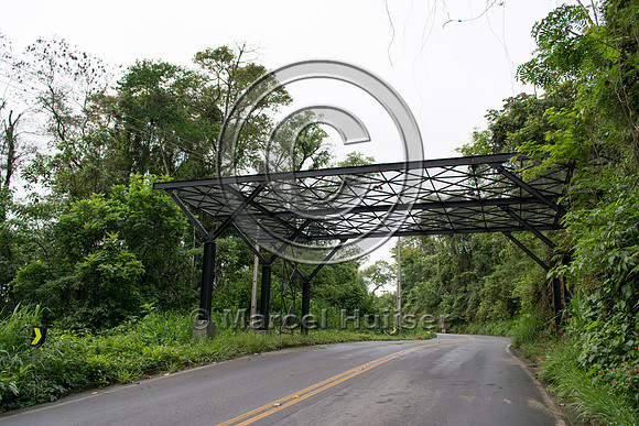 Canopy crossing, "park road" (estrada-parque) Capelinha-Mauá (R