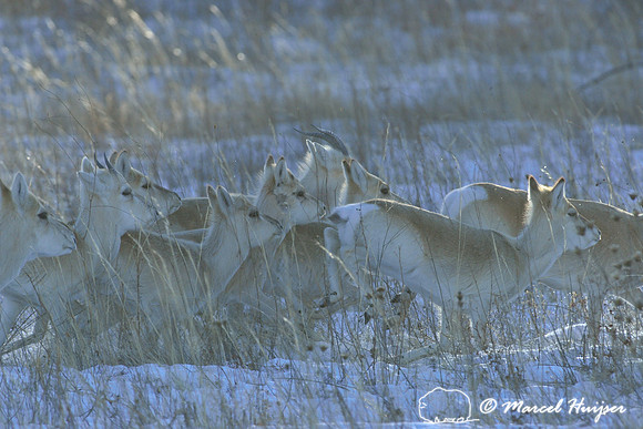 Mongolian gazelles (Procapra gutturosa), near Norovlin, Khentii, Mongolia