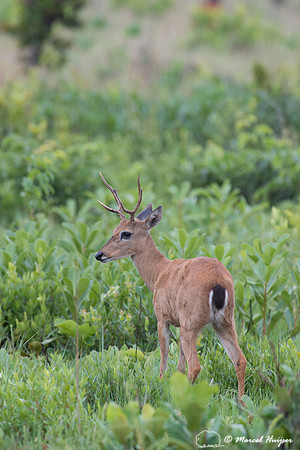 Pampa deer buck (Ozotoceros bezoarticus), Parque Nacional das Em
