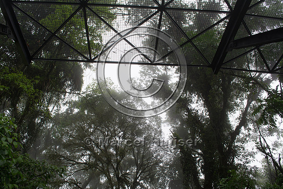 Canopy crossing for arboreal mammals, "park road" (estrada-parqu