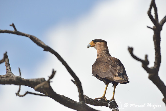 Southern crested caracara (Caracara plancus), near São Roque de Minas , Minas Gerais, Brazil