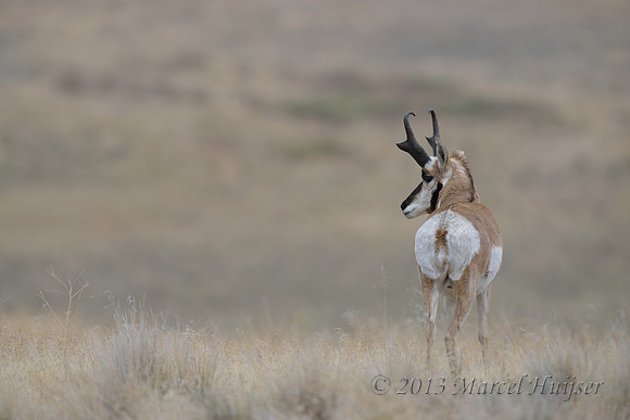 Pronghorn (Antilocapra americana) buck, Montana, USA