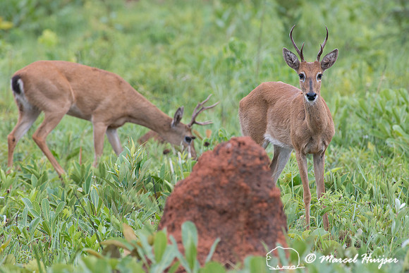 Pampa deer bucks (Ozotoceros bezoarticus), Parque Nacional das E