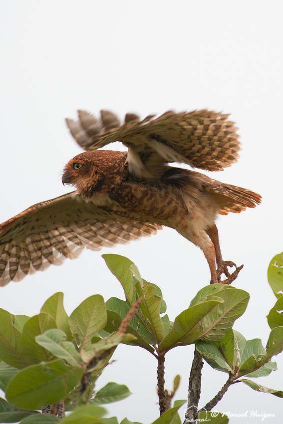 Burrowing owl (Athene cunicularia), Parque Nacional das Emas, G