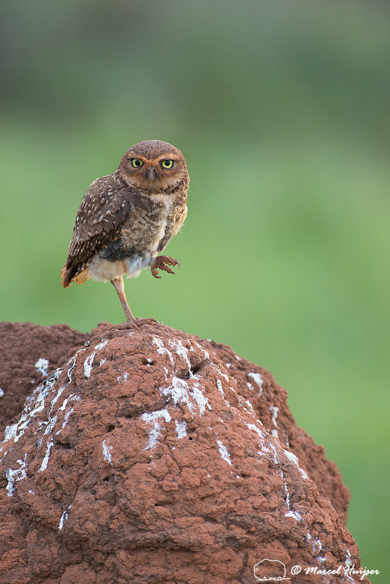 Burrowing owl (Athene cunicularia), Parque Nacional das Emas, Go