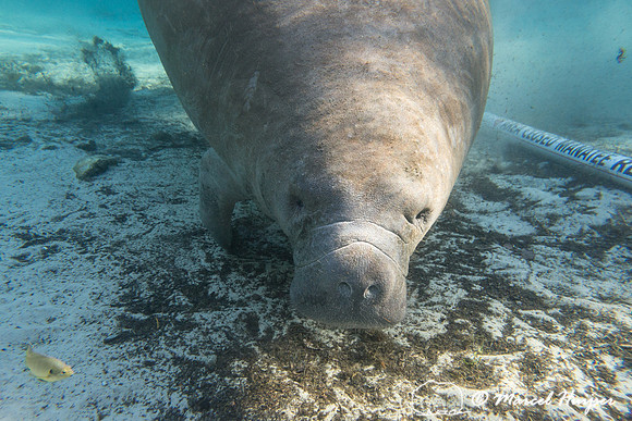 West Indian manatee (Trichechus manatus) at edge of closed resti