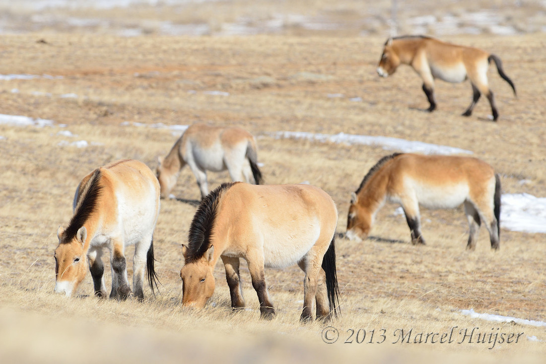 Asian wildlife: Takhi or Przewalski
