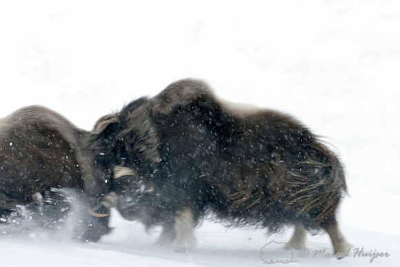 Muskoxen (Ovibos moschatus) ramming, moment of impact, Dovrefjell National Park, Norway