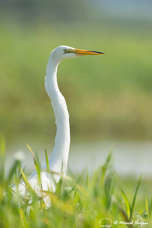Great egret (Ardea alba), Tanquã, São Paulo, Brazil