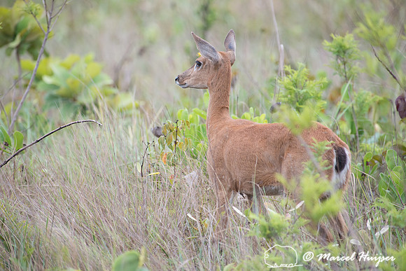 Pampa deer (Ozotoceros bezoarticus), Parque Nacional das Emas, G