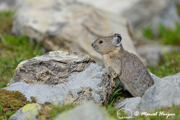 American pika (Ochotona princeps), Montana, USA