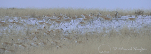 Mongolian gazelles (Procapra gutturosa), running in grassland, Khentii, Mongolia