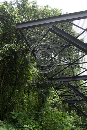 Canopy crossing for arboreal mammals, "park road" (estrada-parqu
