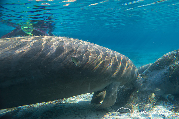 West Indian manatee (Trichechus manatus), Florida, USA