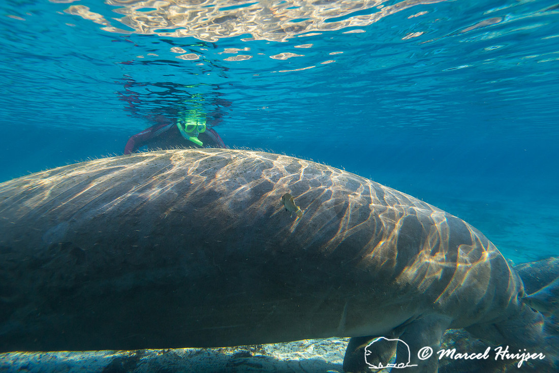 West Indian manatee (Trichechus manatus), Florida, USA