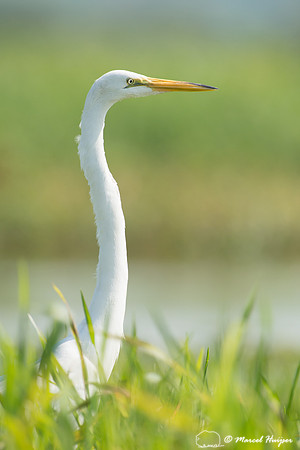 Great egret (Ardea alba), Tanquã, São Paulo, Brazil