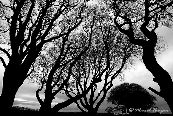 LIMITED EDITION Beech trees, Dark Hedges, Northern Ireland