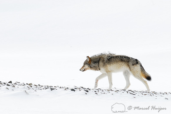 LIMITED EDITION Wolf (Canis lupus), Wyoming, USA