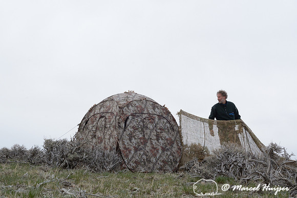 Marcel Huijser sets of his blinds and approach screens near a sage grouse lek, Montana, USA