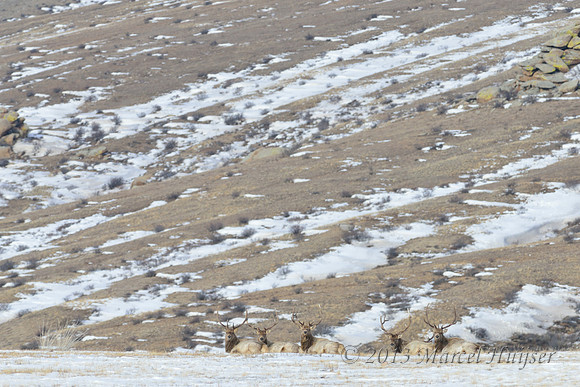 Red deer (Cervus elaphus), Hustai Nuruu National Park, Töv, Mongolia