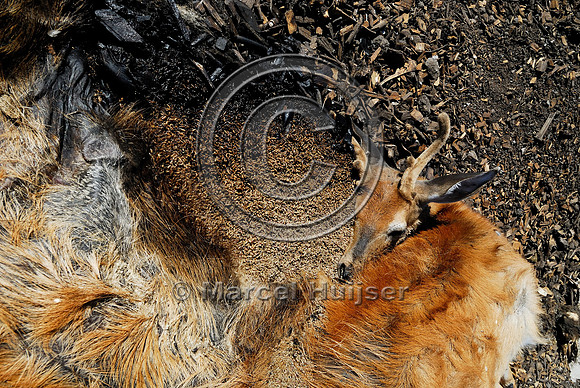 White-tailed deer (Odocoileus virginianus) roadkill at wildlife composting facility, MT
