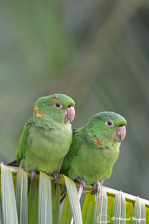 White-eyed parakeet or white-eyed conure (Psittacara leucophthalma), São Roque de Minas , Minas Gerais, Brazil