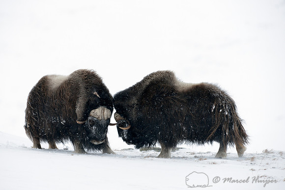 Muskoxen (Ovibos moschatus) sparring, Dovrefjell National Park, Norway
