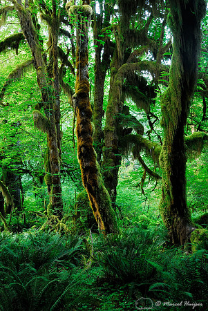 LIMITED EDITION Maple grove, Hoh rainforest, Olympic National Park, WA