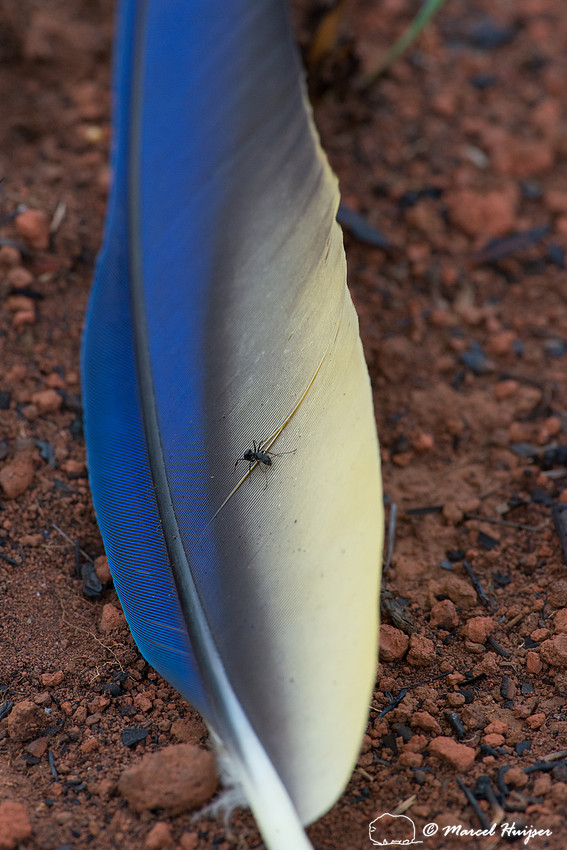Blue-and-yellow macaw (Ara ararauna), Parque Nacional das Emas,