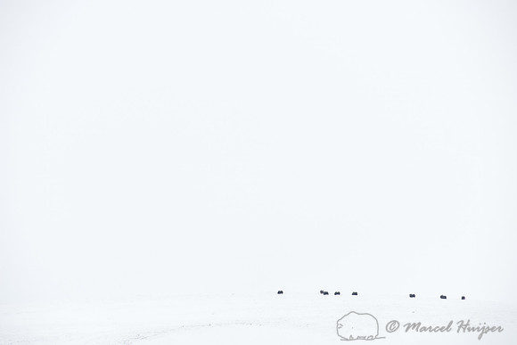 Muskoxen (Ovibos moschatus) in a snowy landscape, Dovrefjell National Park, Norway