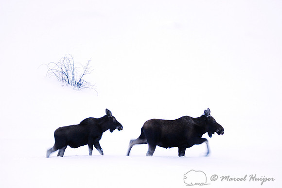 Moose (Alces alces) in the snow