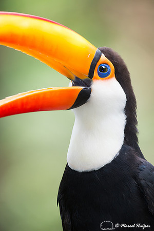 Toco toucan (Ramphastos toco), Brazil