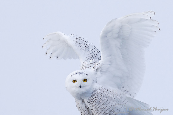 Snowy Owl (Bubo scandiacus), Montana, USA