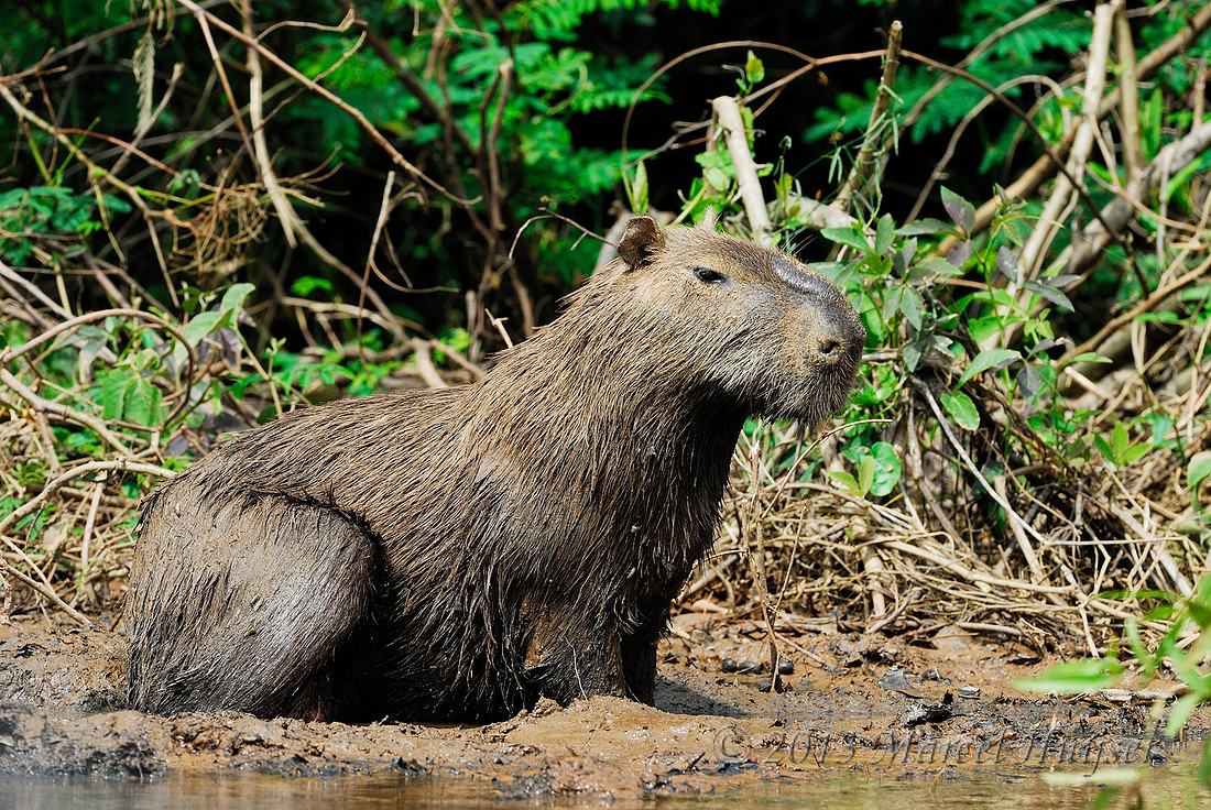 South American wildlife: Capybara (Hydrochoerus hydrochaeris) in mud, Pantanal, Mato Grosso do Sul, Brazil