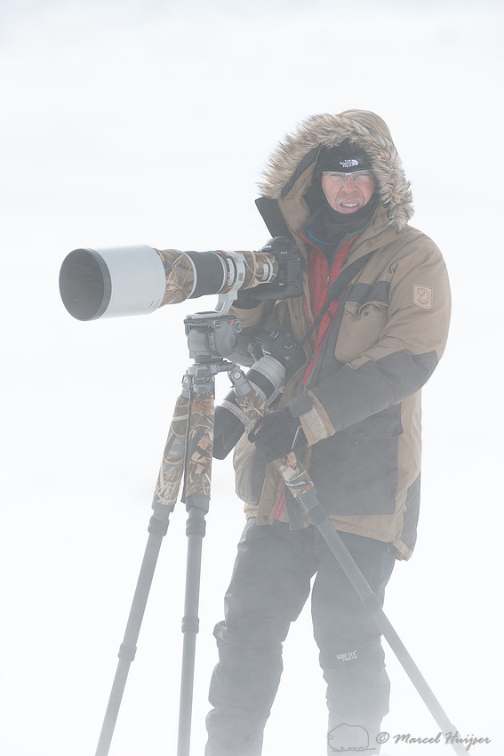 Niels Kooyman photographing muskoxen (Ovibos moschatus) in winte