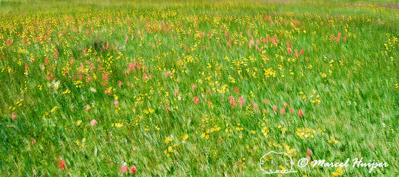 Field of flowers, Bob Marshall Wilderness, Montana