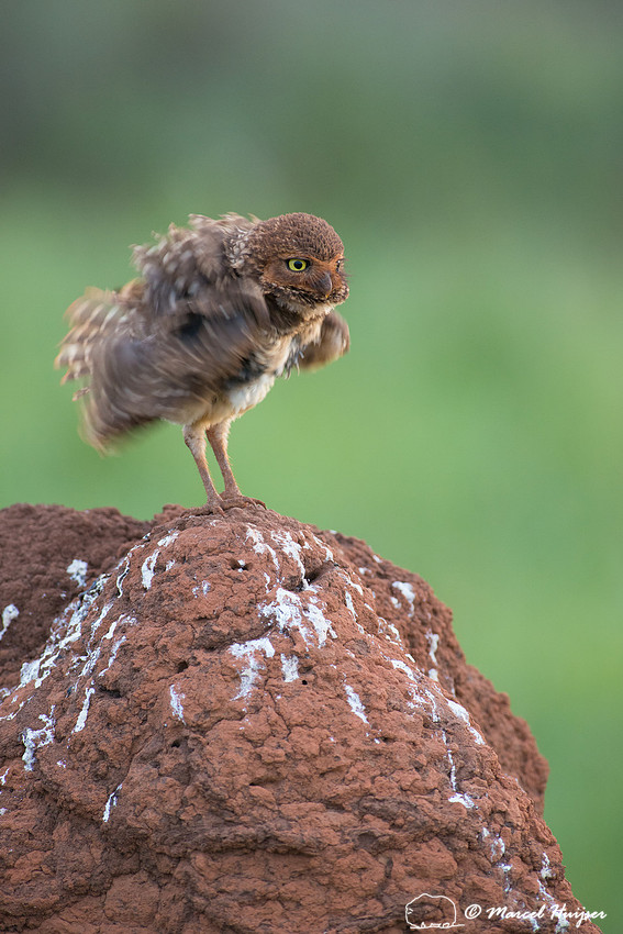 Burrowing owl (Athene cunicularia), Parque Nacional das Emas, Go