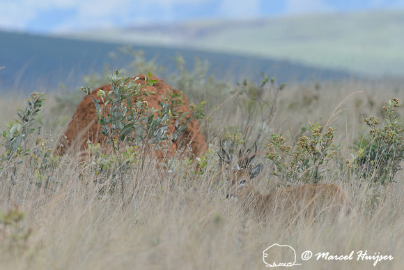 Pampas deer (Ozotoceros bezoarticus), Parque Nacional da Serra da Canastra, Minas Gerais, Brazil (near threatened, IUCN 2014)