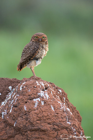 Burrowing owl (Athene cunicularia), Parque Nacional das Emas, Go