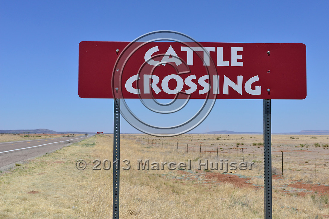 Cattle crossing. Burma-Shave cattle crossing sign series, US Hwy 66, Arizona, USA